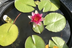 We have water lilies for your quiet pool