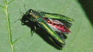 Emerald Ash Borer on leaf